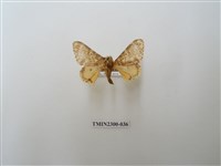 藏品(波斑毒蛾)的圖片